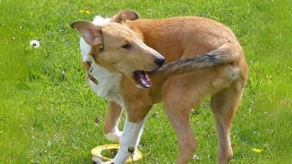 Why Do Dogs Chase Their Tails