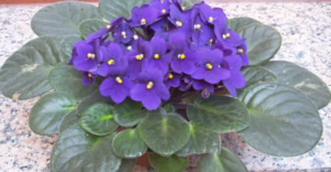 cat safe plants indoor