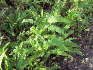cat safe plants indoor