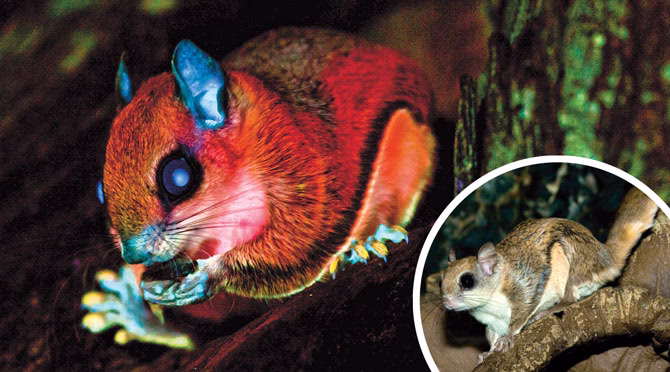 Incredible Facts About Squirrels