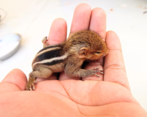 Incredible Facts About Squirrels